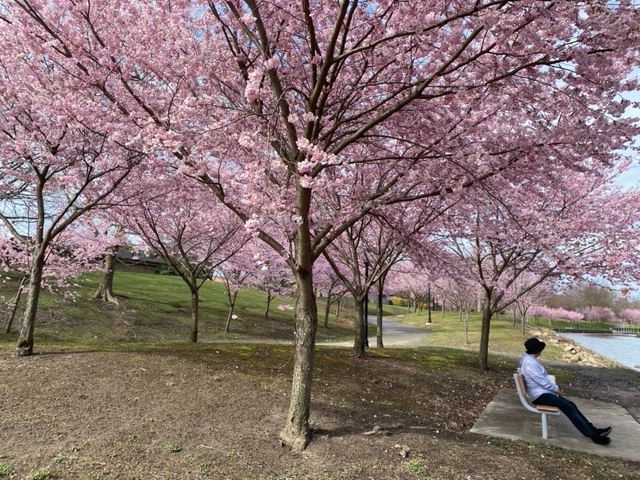 A person seated on a bench beneath a sprawling canopy of trees with light pink blossoms